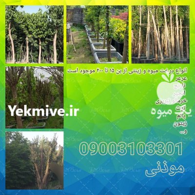 انواع نهال زینتی غیر مثمر فضای در گروه خرید و فروش نهال در یکمیوه -عکس3