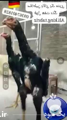 فروش اوشامو آلمانی وارداتی هفت دنگ در اسلامشهر در گروه مرغ و خروس و بوقلمون و اردک قو قاز در یکمیوه -عکس1