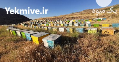 عسل طبیعی و فروش زنبور عسل در قزوین در گروه خرید و فروش زنبورعسل در یکمیوه -عکس1