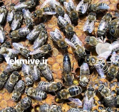 عسل طبیعی و فروش زنبور عسل در قزوین در گروه خرید و فروش زنبورعسل در یکمیوه -عکس2