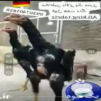 فروش اوشامو آلمانی وارداتی هفت دنگ در اسلامشهر در گروه مرغ و خروس و بوقلمون و اردک قو قاز در یکمیوه