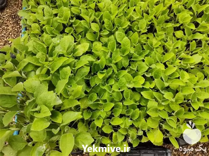 قیمت خرید وارد کننده کوکوپیت سریلانکا در تهران در گروه خرید و فروش انواع کود کشاورزی در یکمیوه -عکس1