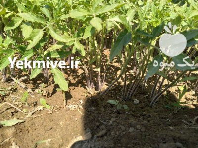 فروش نشا گوجه فرنگی در ارومیه در گروه خرید و فروش نشا در یکمیوه -عکس3