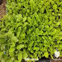 قیمت خرید وارد کننده کوکوپیت سریلانکا در تهران در گروه خرید و فروش انواع کود کشاورزی در یکمیوه