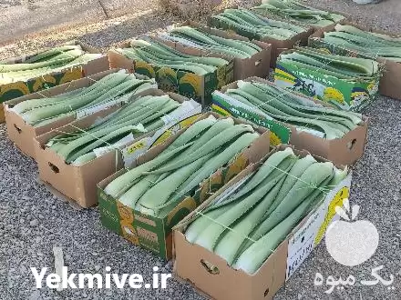 قیمت خرید برگ و پاجوش آلوئه در گروه خرید و فروش گلدان در یکمیوه -عکس1
