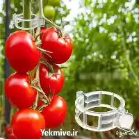 قیمت خرید بست نگهدارنده بوته در گروه خرید و فروش تجهیزات گلخانه در یکمیوه