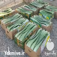 قیمت خرید برگ و پاجوش آلوئه در گروه خرید و فروش گلدان در یکمیوه
