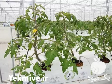 کیسه کشت فروش گروبگ در گروه خرید و فروش بسته بندی نایلونی در یکمیوه -عکس1