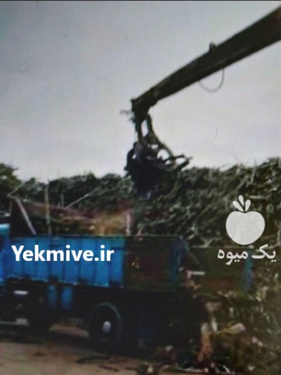 خرید چوب آلات باغی در اوز در گروه خرید و فروش انواع چوب در یکمیوه -عکس3