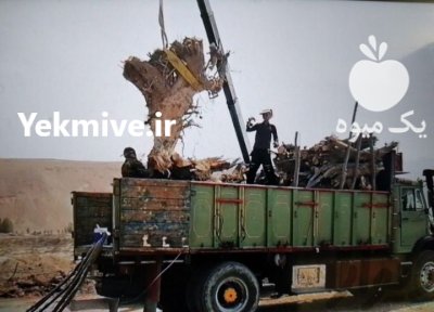 خرید چوب آلات باغی در اوز در گروه خرید و فروش انواع چوب در یکمیوه -عکس4