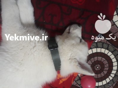 سامویید هاسکی در رشت در گروه سگ و گربه در یکمیوه -عکس1