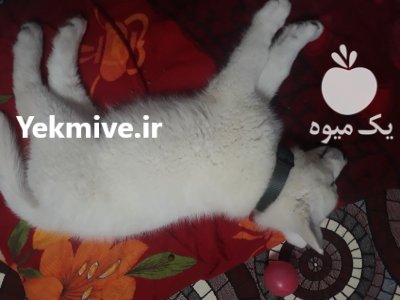 سامویید هاسکی در رشت در گروه سگ و گربه در یکمیوه -عکس2