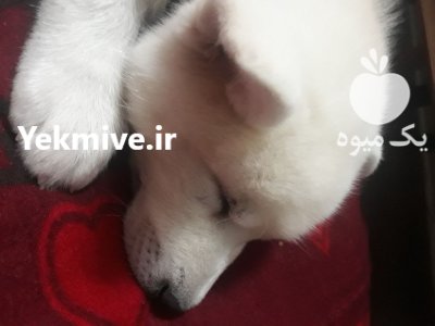 سامویید هاسکی در رشت در گروه سگ و گربه در یکمیوه -عکس3