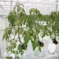 کیسه کشت فروش گروبگ در گروه خرید و فروش بسته بندی نایلونی در یکمیوه