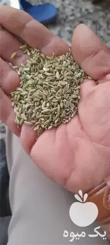 فروش قیمت تخم گشنیز در همدان در گروه خرید و فروش گیاهان دارویی در یکمیوه -عکس1