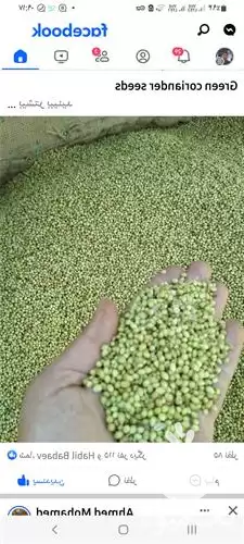 قیمت خرید تخم گشنیز در همدان در گروه خرید و فروش گیاهان دارویی در یکمیوه -عکس1