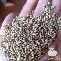 خرید و فروش و قیمت تخم در همدان در گروه خرید و فروش گیاهان دارویی در یکمیوه