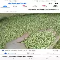 قیمت خرید تخم گشنیز در همدان در گروه خرید و فروش گیاهان دارویی در یکمیوه