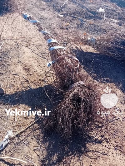 نهالستان میاندوآب در گروه خرید و فروش نهالستان در یکمیوه -عکس3