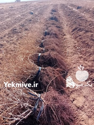نهالستان میاندوآب در گروه خرید و فروش نهالستان در یکمیوه -عکس4
