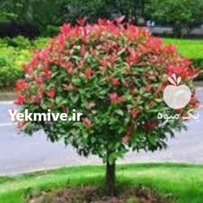 نهال درخت فوتونیا سه رنگ پیوندی در اصفهان در گروه خرید و فروش نهال در یکمیوه -عکس4