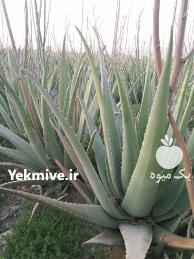 فروش عمده آلوئه ورا در گروه خرید و فروش گیاهان دارویی در یکمیوه -عکس1