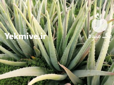 فروش عمده آلوئه ورا در گروه خرید و فروش گیاهان دارویی در یکمیوه -عکس2