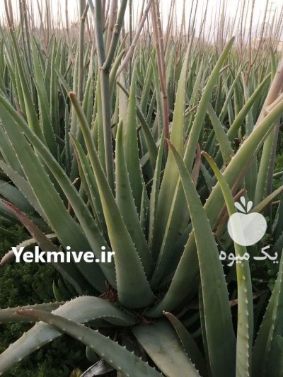 فروش عمده آلوئه ورا در گروه خرید و فروش گیاهان دارویی در یکمیوه -عکس3