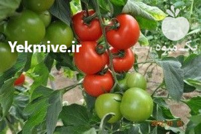 بذر گوجه پلاترو در اصفهان در گروه خرید و فروش بذر گوجه در یکمیوه -عکس3