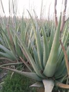 فروش عمده آلوئه ورا در گروه خرید و فروش گیاهان دارویی در یکمیوه