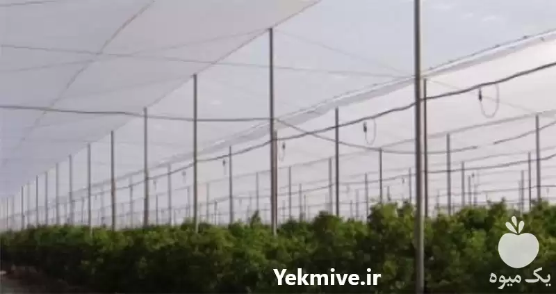 قیمت خرید بزرگ ترین سازنده توری در گروه خرید و فروش توری گلخانه در یکمیوه -عکس1