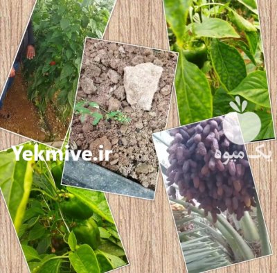 کود مایع محرک رشد در گروه خرید و فروش کود مایع در یکمیوه -عکس2