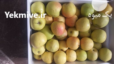 سیب زرد مراغه در آذربایجان شرقی در گروه خرید و فروش سیب در یکمیوه -عکس2