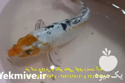 قیمت خرید عمده ماهی کوی باله در تهران در گروه خرید و فروش ماهی کوی در یکمیوه -عکس1