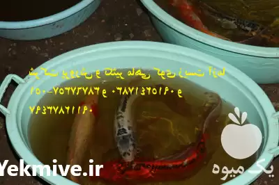 قیمت خرید انواع ماهی های کوی در گروه خرید و فروش انواع ماهی در یکمیوه -عکس1