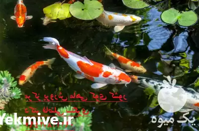 فروش شرکت تکثیر پرورش ماهی کوی در تهران در گروه خرید و فروش ماهی کوی در یکمیوه -عکس1