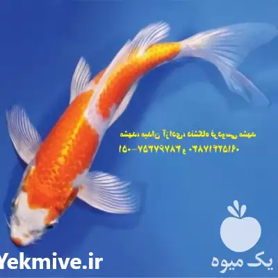 فروش ویژه انواع ماهی کوی صادراتی در گروه خرید و فروش ماهی کوی در یکمیوه -عکس1