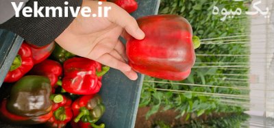 عرضه انواع بذر و تجهیزات گلخانه در اصفهان در گروه خرید و فروش انواع بذر در یکمیوه -عکس1