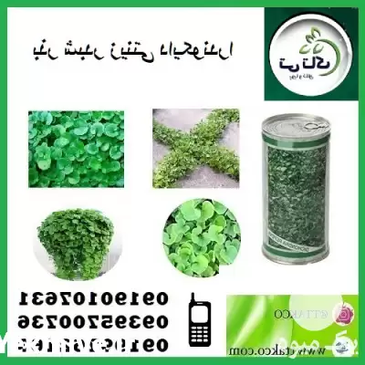 قیمت خرید بذر چمن دایکوندرا در تهران در گروه خرید و فروش بذر چمن در یکمیوه -عکس1