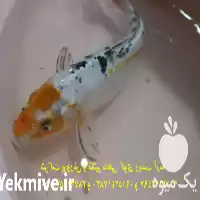 قیمت خرید عمده ماهی کوی باله در تهران در گروه خرید و فروش ماهی کوی در یکمیوه