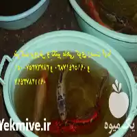 قیمت خرید انواع ماهی های کوی در گروه خرید و فروش انواع ماهی در یکمیوه