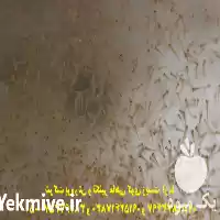 مرکز فروش عمده کوی باله بلند در گروه خرید و فروش ماهی کوی در یکمیوه