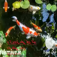 فروش شرکت تکثیر پرورش ماهی کوی در تهران در گروه خرید و فروش ماهی کوی در یکمیوه
