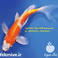 فروش ویژه انواع ماهی کوی صادراتی در گروه خرید و فروش ماهی کوی در یکمیوه