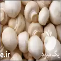 قیمت خرید کمپوست آماده قارچ دکمه در تهران در گروه خرید و فروش قارچ در یکمیوه