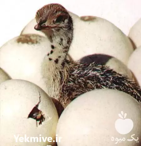 قیمت خرید جوجه شتر مرغ تخم شتر در گروه مرغ و خروس و بوقلمون و اردک قو قاز در یکمیوه -عکس1