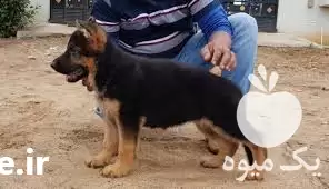 قیمت خرید توله ژرمن کینگ در کرج در گروه سگ و گربه در یکمیوه -عکس1