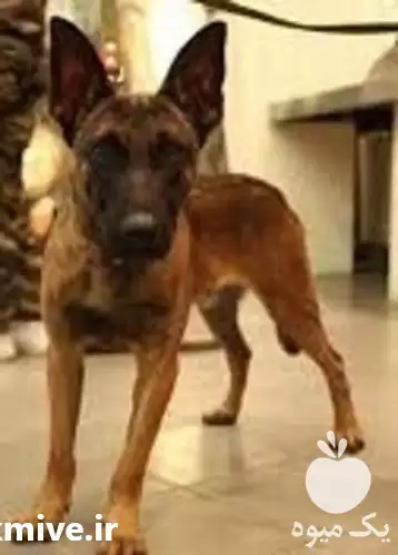 فروش توله بلژین مالینویز از و الد در تهران در گروه سگ و گربه در یکمیوه -عکس1