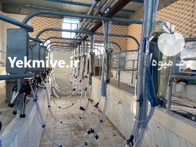 فروش شیردوش دستی در تهران در گروه تجهیزات دامداری در یکمیوه -عکس1