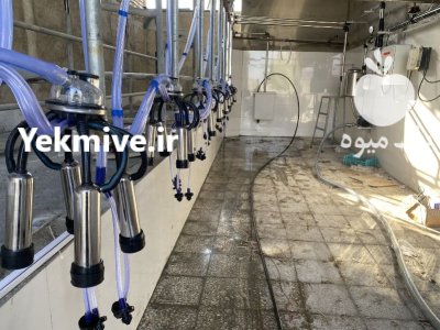 فروش شیردوش دستی در تهران در گروه تجهیزات دامداری در یکمیوه -عکس2